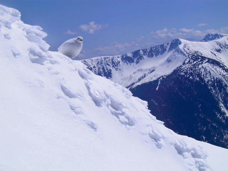 White-Tailed Ptarmigan